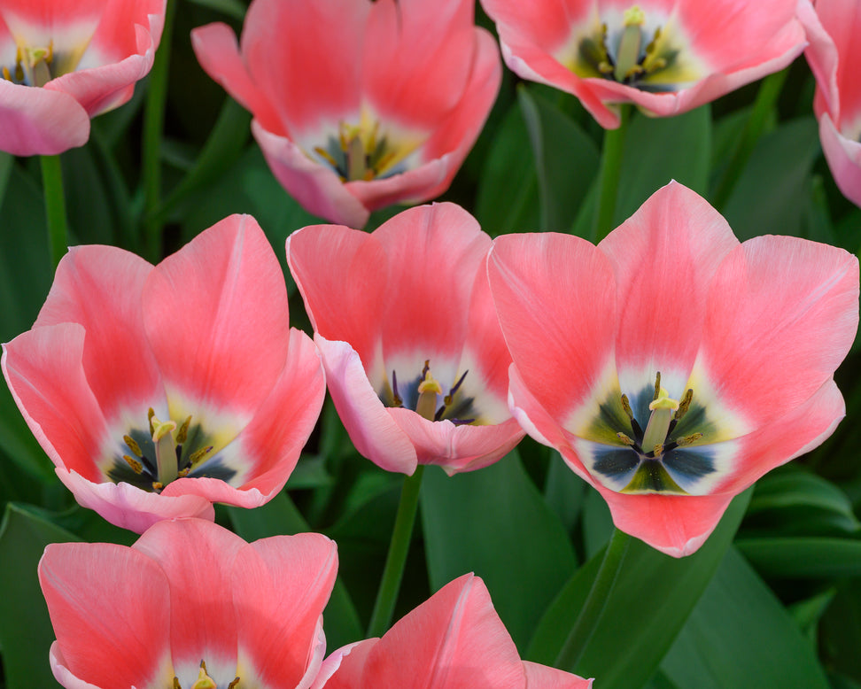 Tulip 'Apricona'