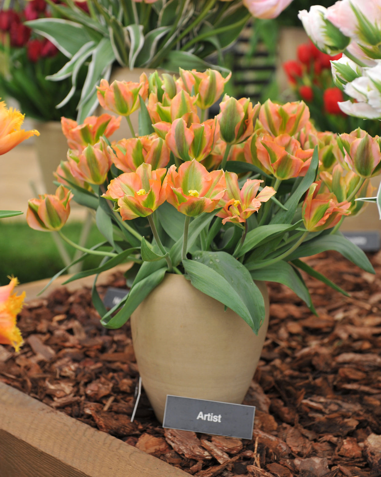 Spring Bulb Artist Tulip 'Artist' bulbs | Buy online at Farmer Gracy UK