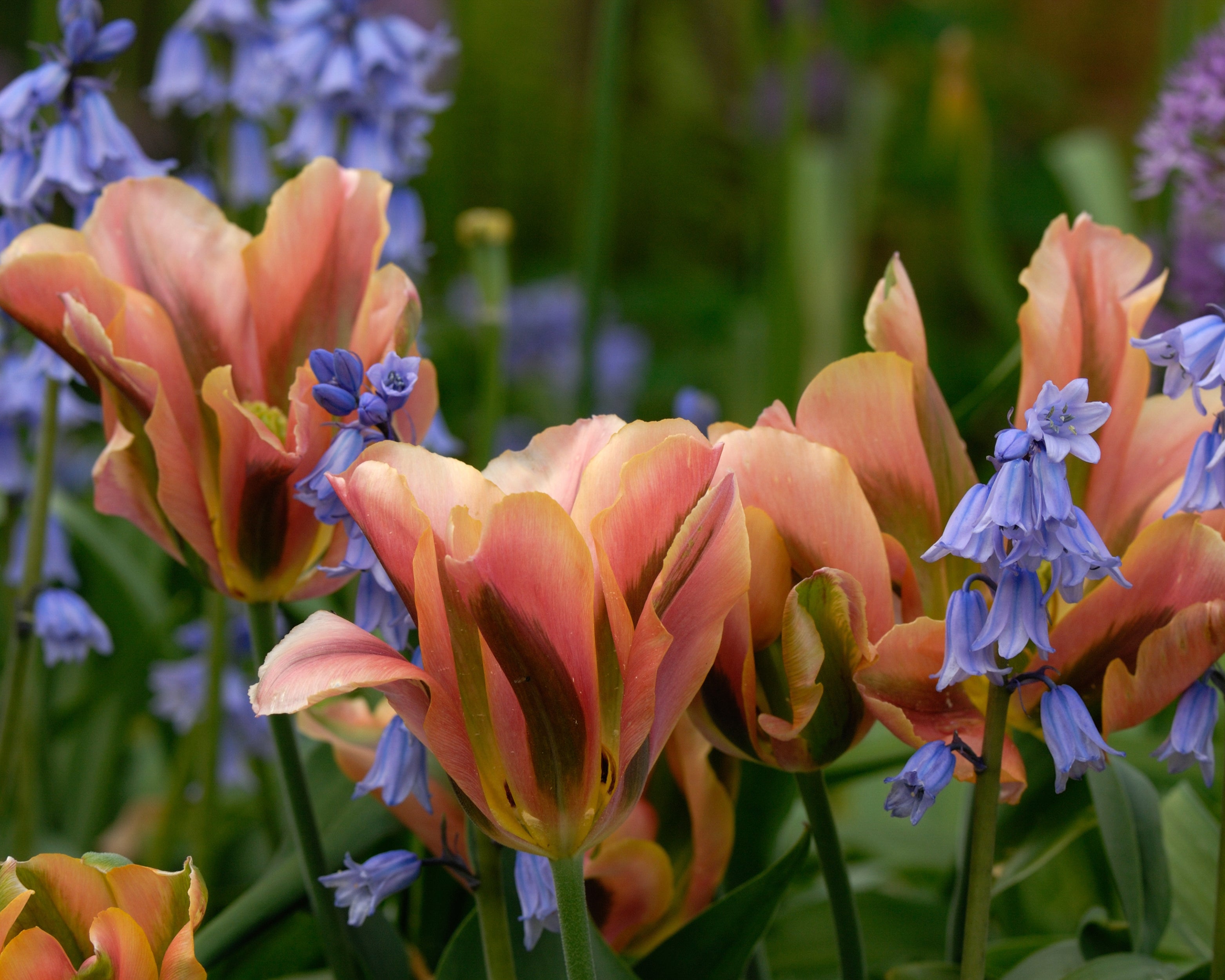 Spring Bulb Artist Tulip 'Artist' bulbs | Buy online at Farmer Gracy UK