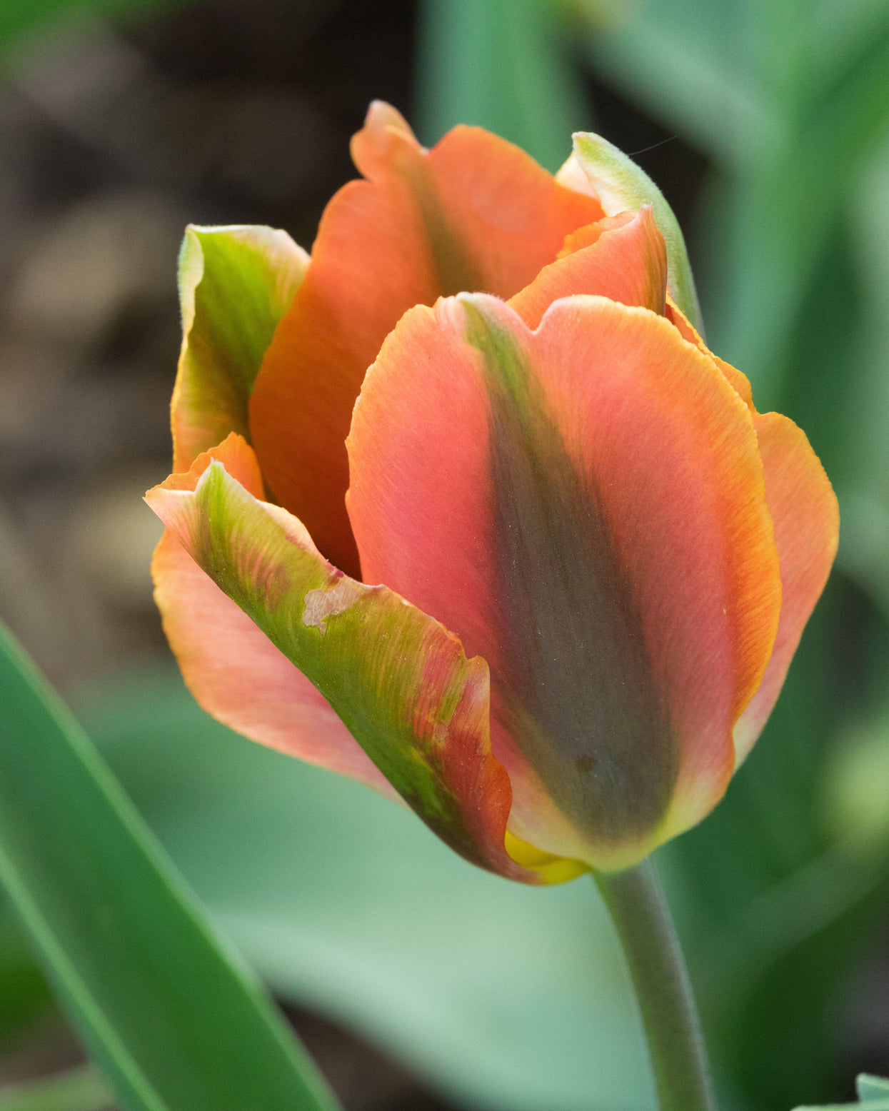 Spring Bulb Artist Tulip 'Artist' bulbs | Buy online at Farmer Gracy UK