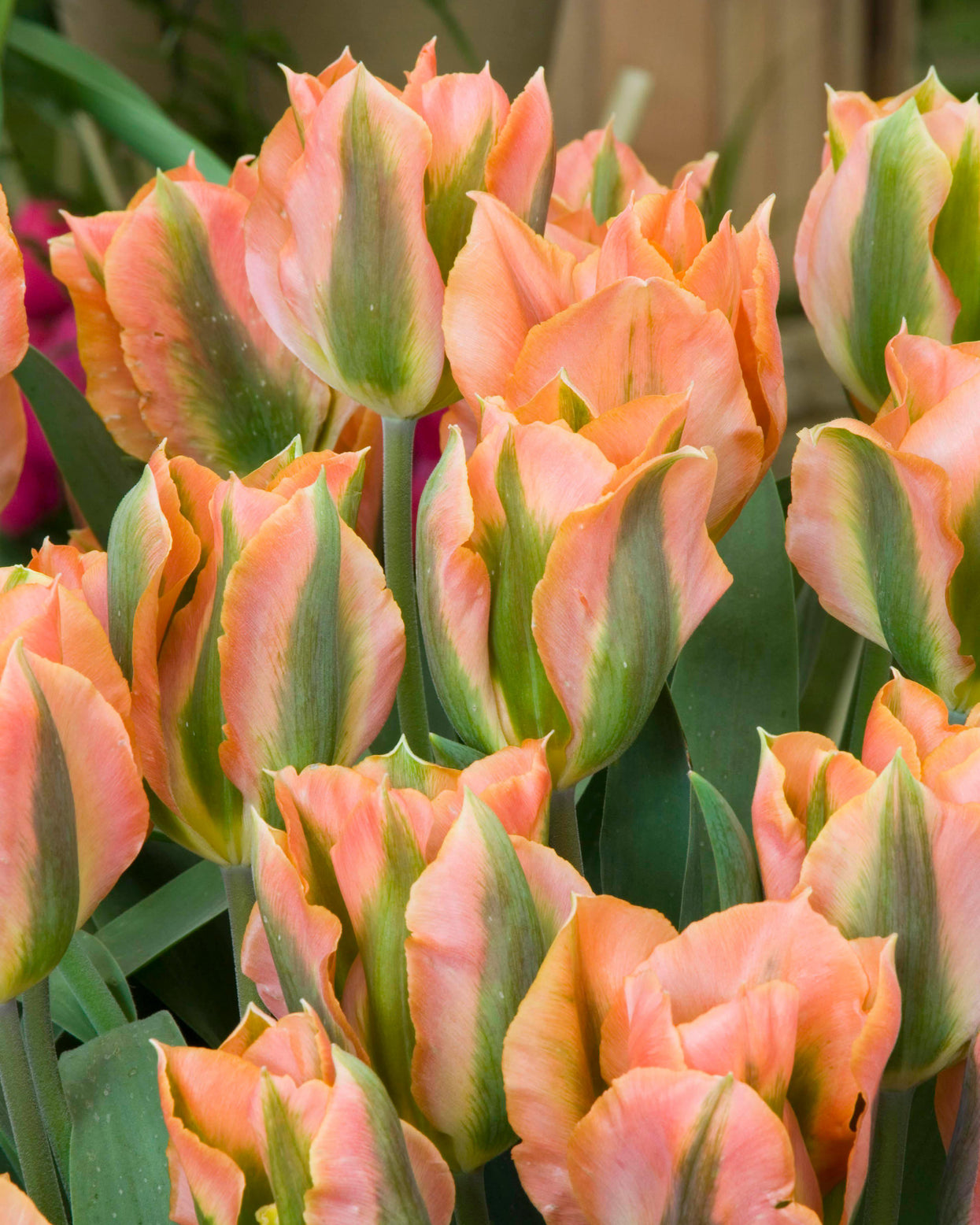 Spring Bulb Artist Tulip 'Artist' bulbs | Buy online at Farmer Gracy UK