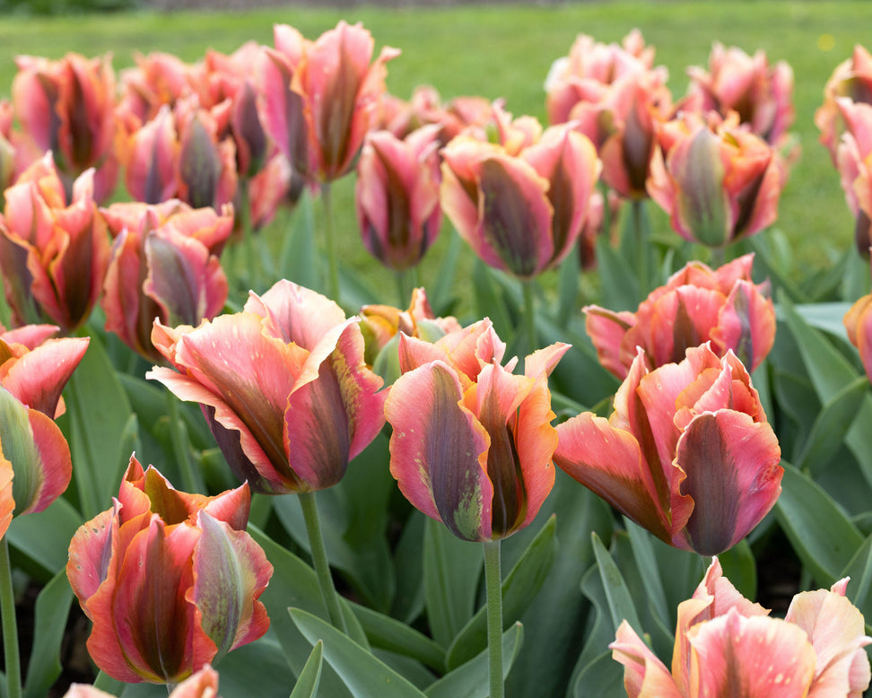 Tulip 'Artist'
