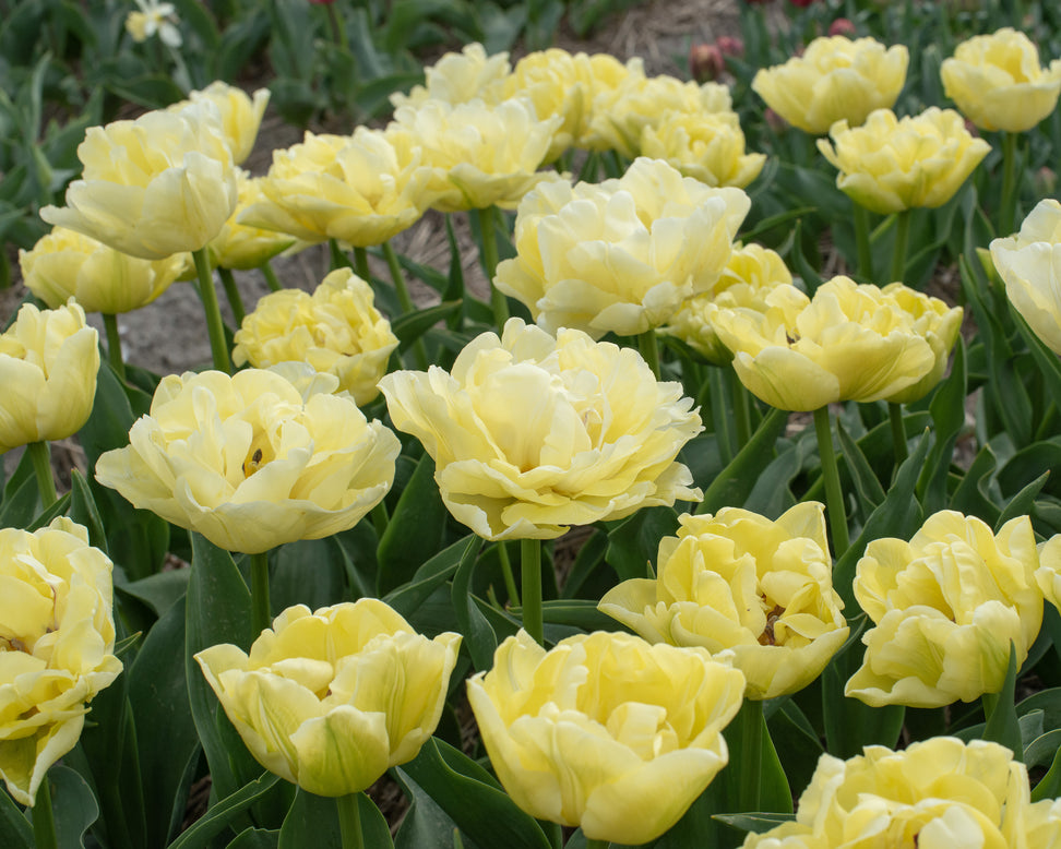 Tulip 'Avant Garde'