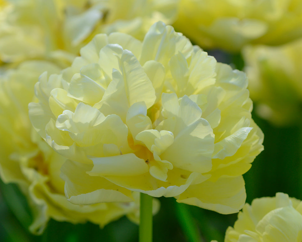 Tulip 'Avant Garde'