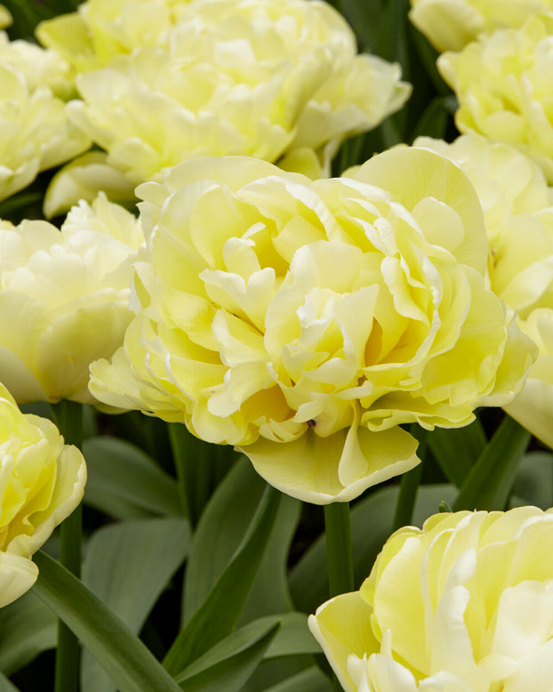 Tulip 'Avant Garde'