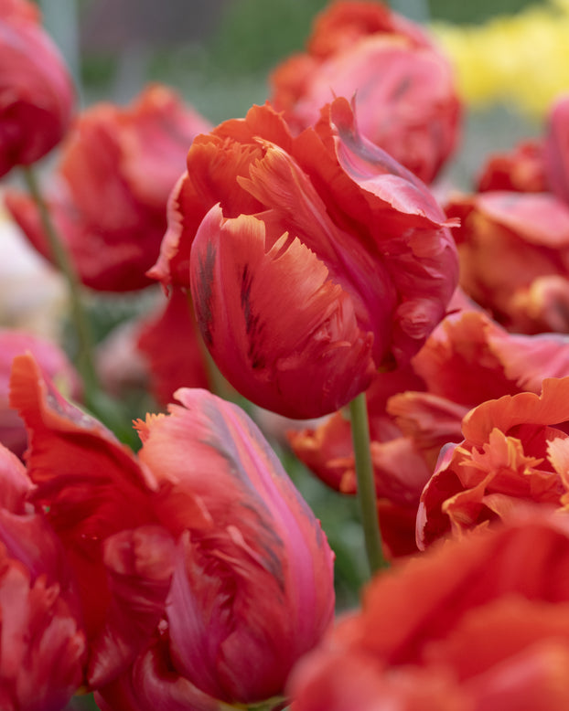 Tulip 'Avignon Parrot'