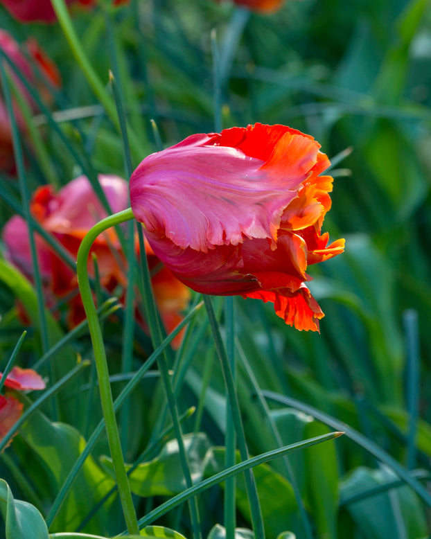 Tulip 'Avignon Parrot'