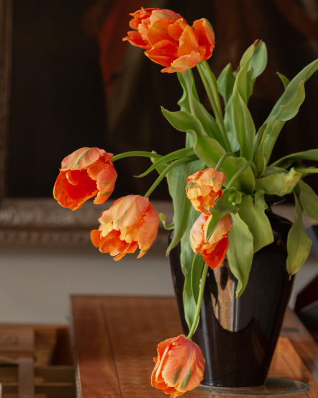 Tulip 'Avignon Parrot'
