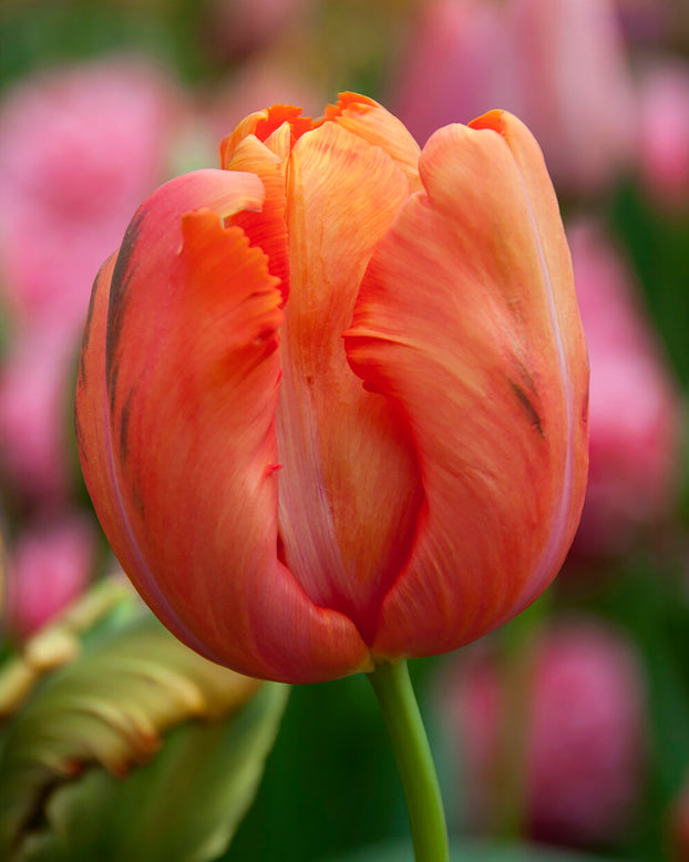 Tulip 'Avignon Parrot'