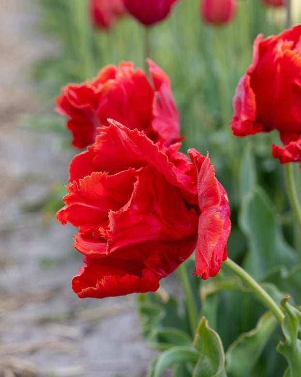 Tulip 'Avignon Parrot'