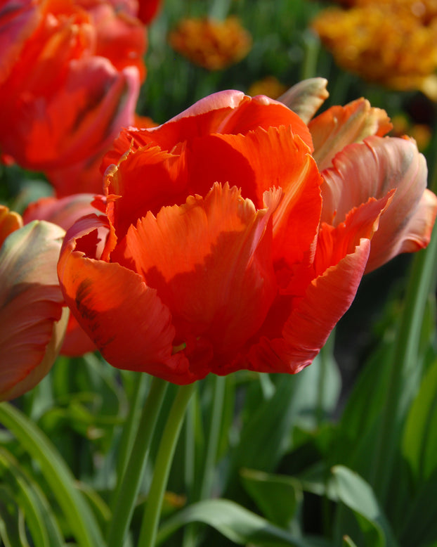 Tulip 'Avignon Parrot'
