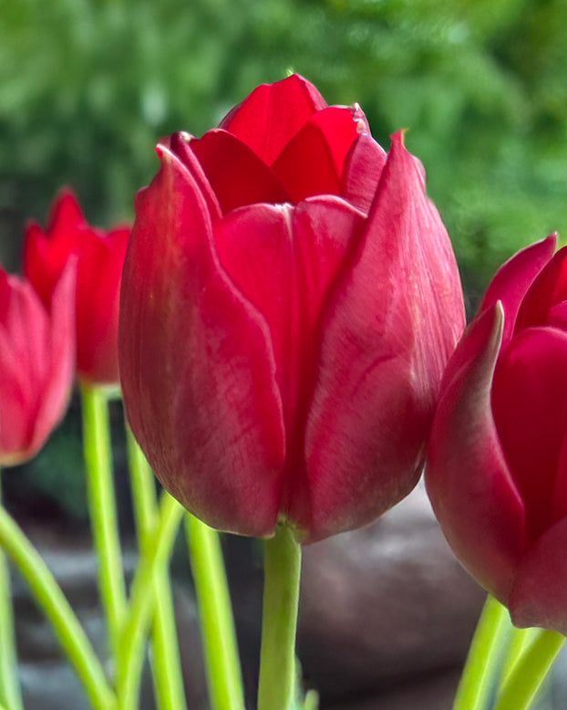 Tulip aximensis