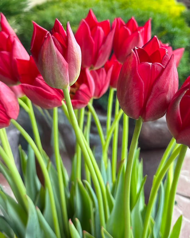 Tulip aximensis