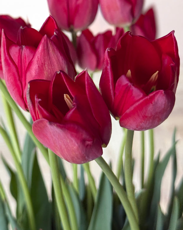 Tulip aximensis