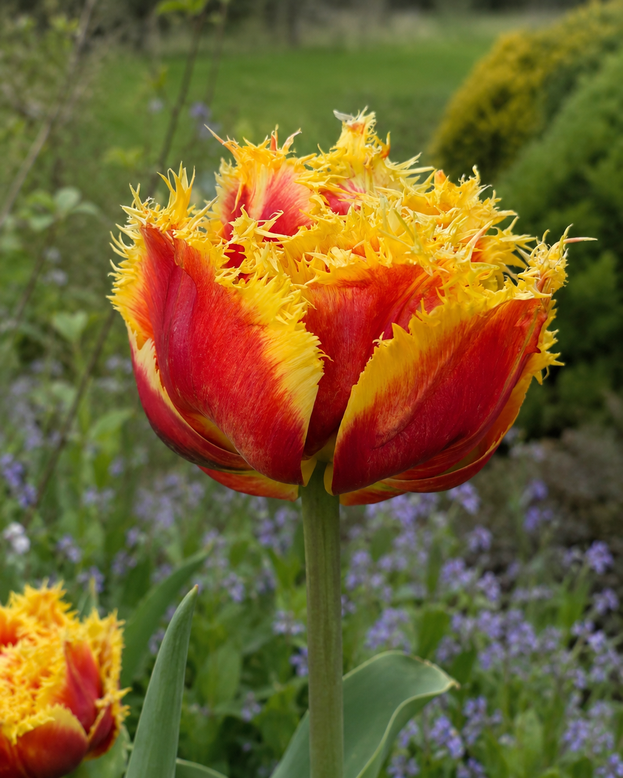 Tulip 'Baroque Fire'