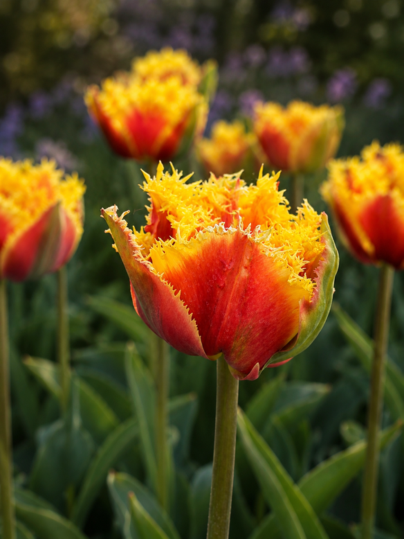 Tulip 'Baroque Fire'