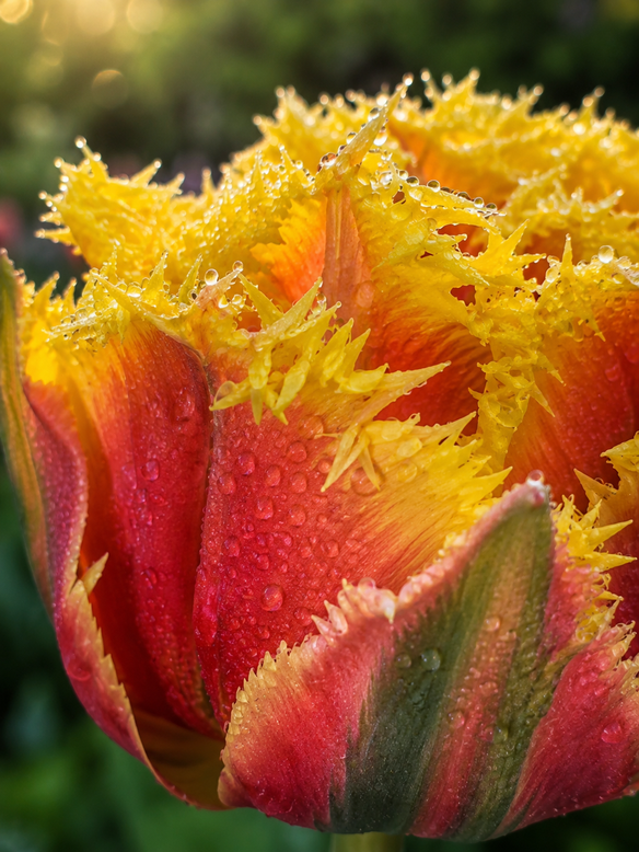 Tulip 'Baroque Fire'