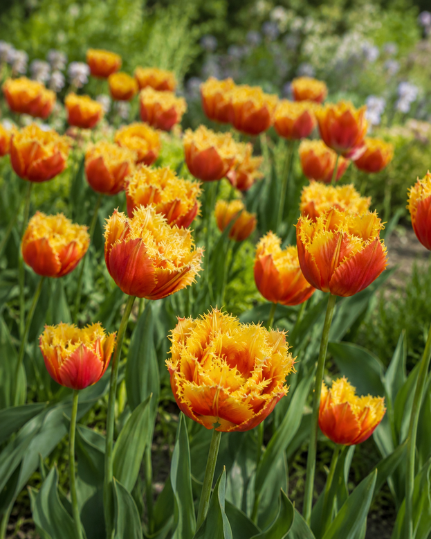 Tulip 'Baroque Fire'
