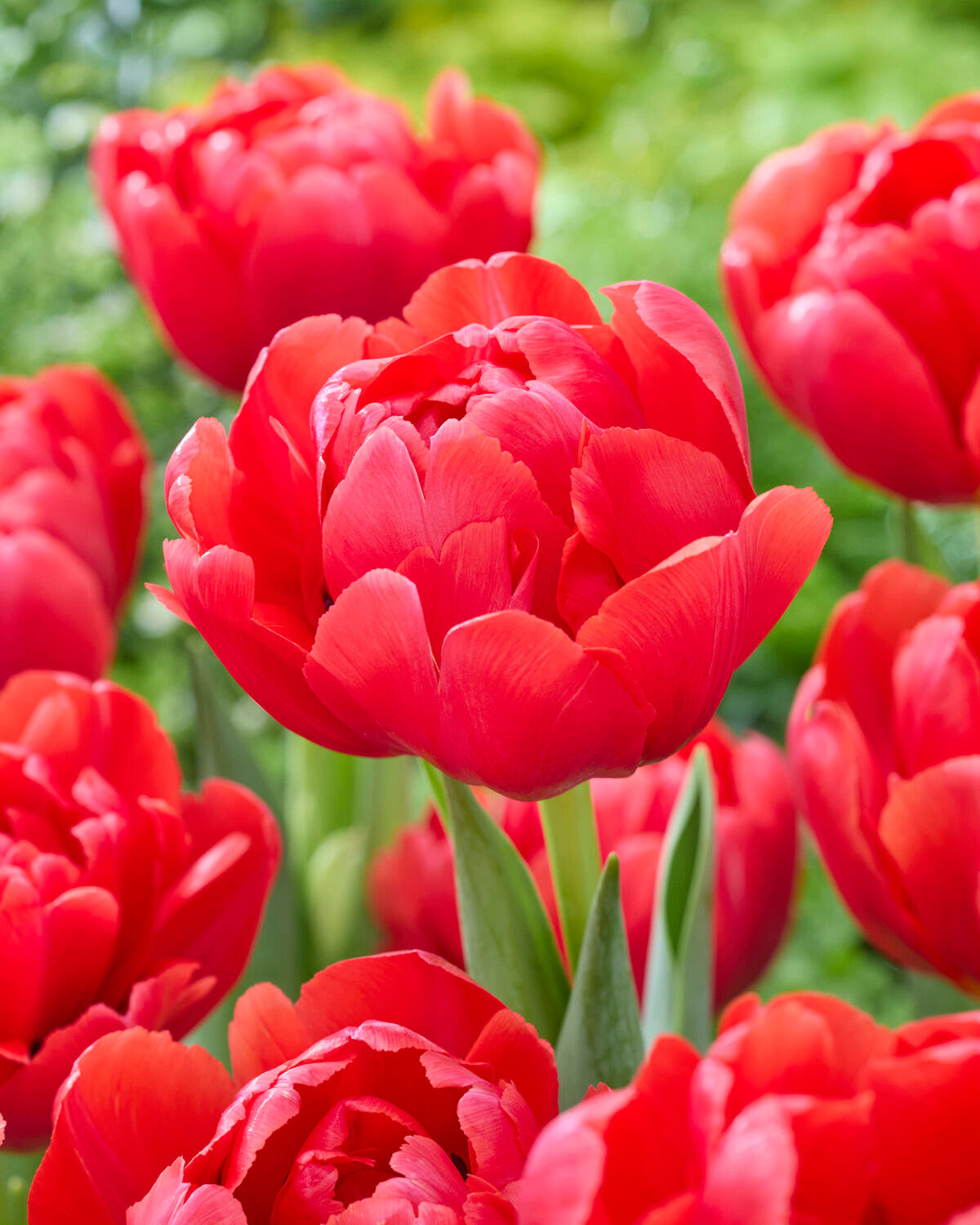 Tulip 'Belgravia'