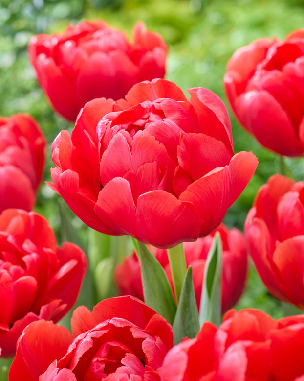 Tulip 'Belgravia'