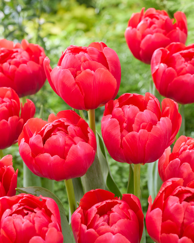 Tulip 'Belgravia'