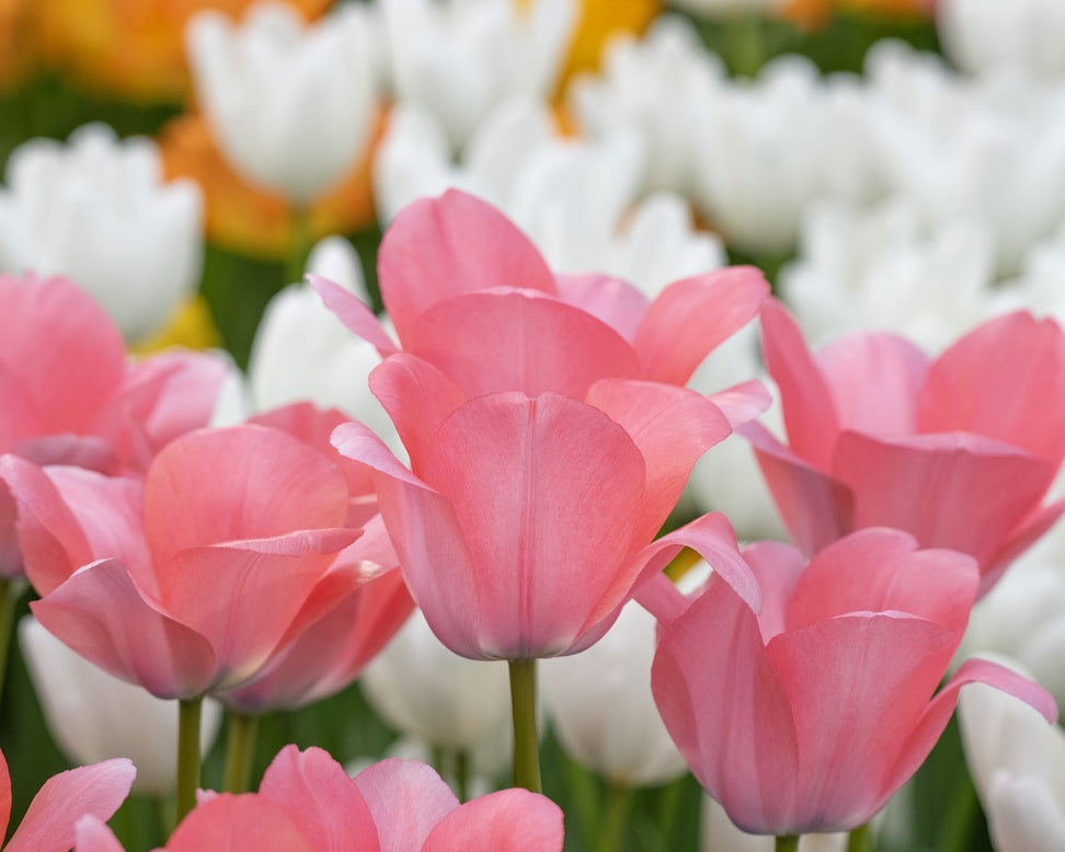 Tulip 'Bella Blush'