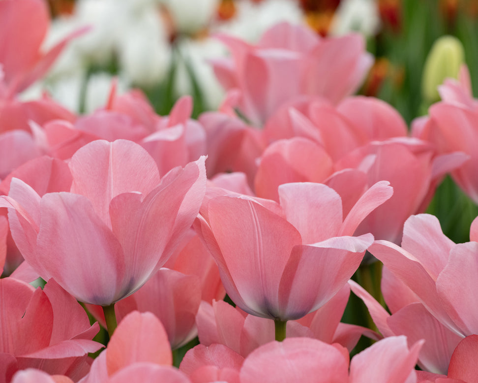 Tulip 'Bella Blush'