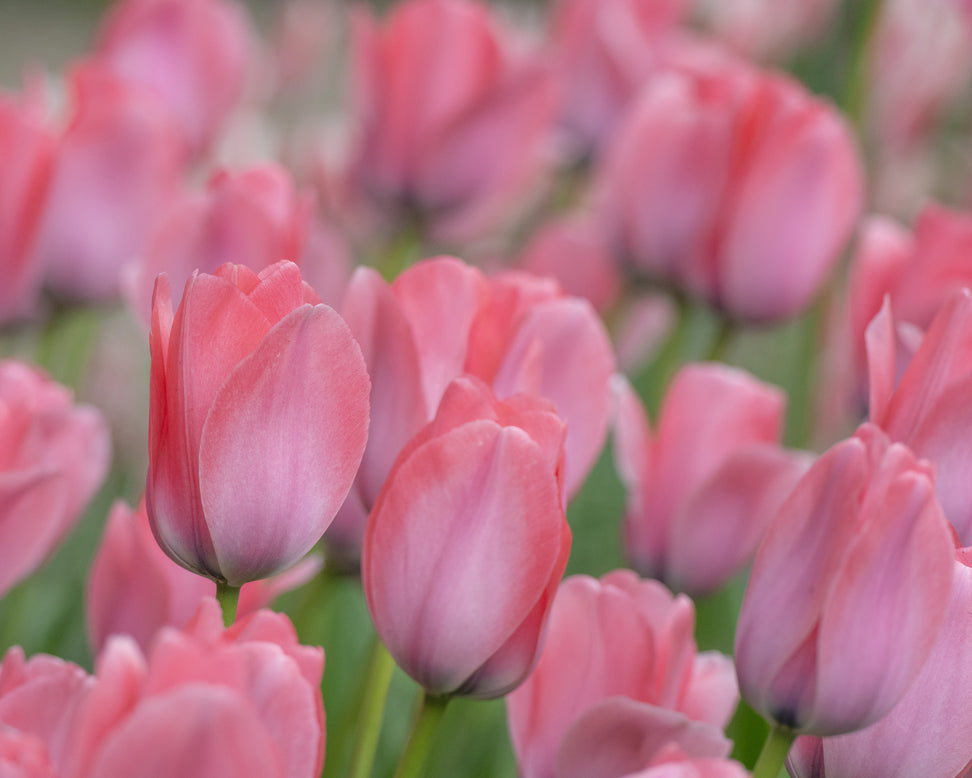 Tulip 'Bella Blush'