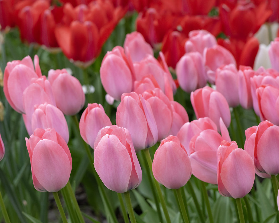 Tulip 'Bella Blush'