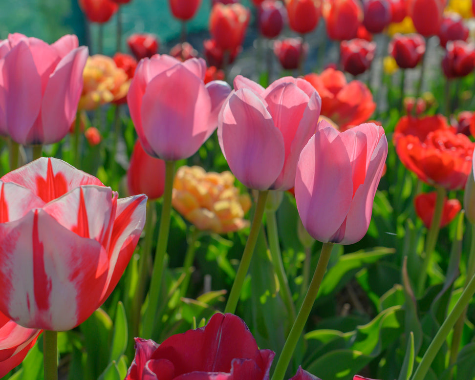 Tulip 'Bella Blush'
