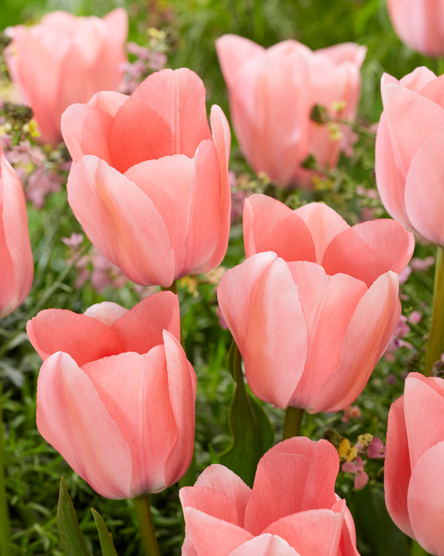 Tulip 'Bella Blush'