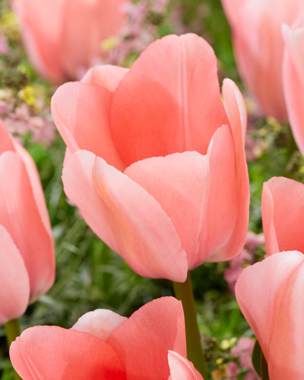 Tulip 'Bella Blush'