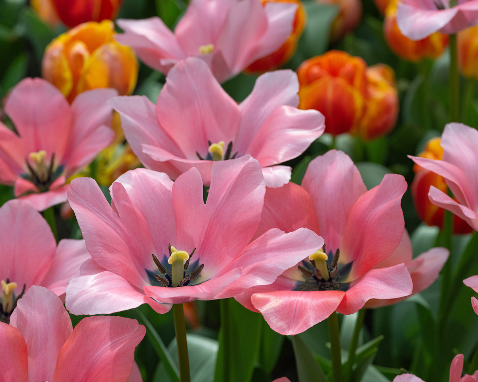 Tulip 'Bella Blush'