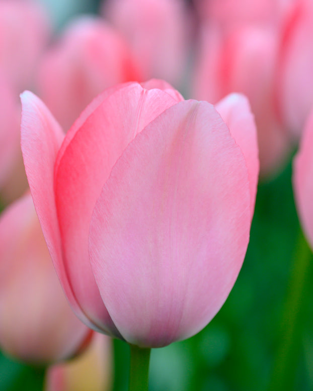 Tulip 'Bella Blush'
