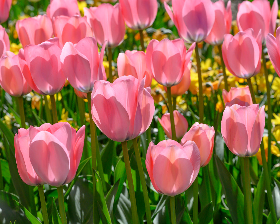 Tulip 'Bella Blush'