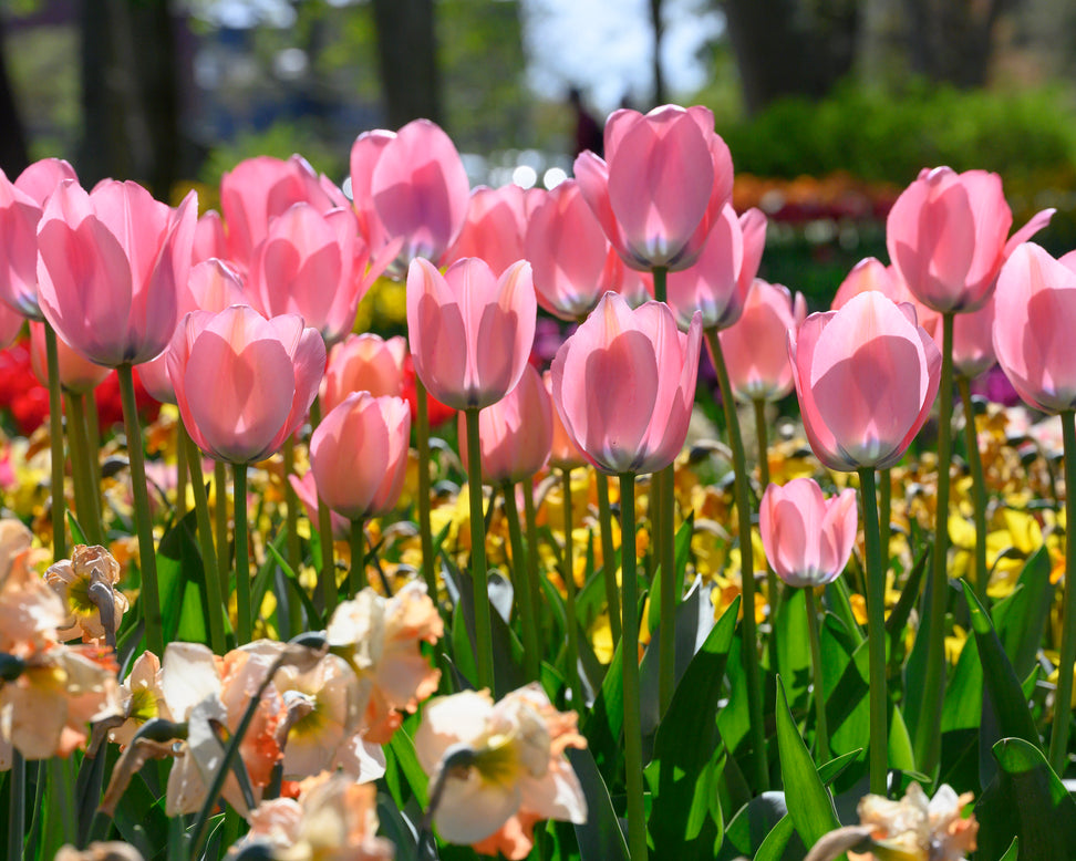 Tulip 'Bella Blush'