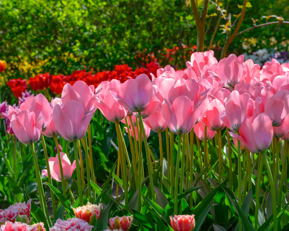 Tulip 'Bella Blush'