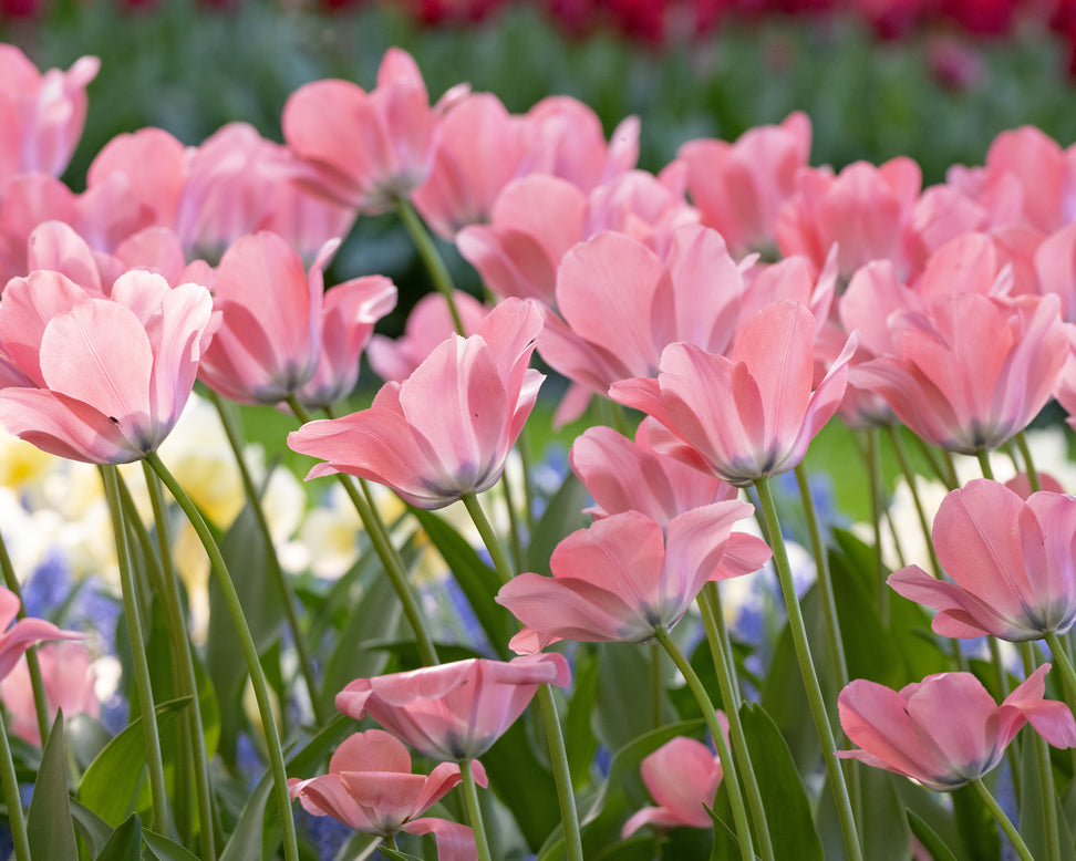Tulip 'Bella Blush'