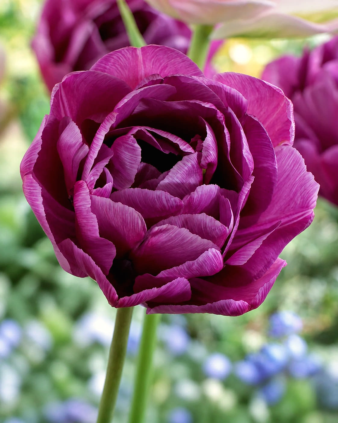 Tulip 'Blue Diamond'