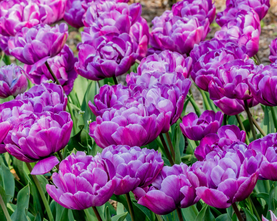 Tulip 'Blue Diamond'