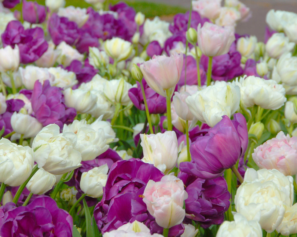 Tulip 'Blue Diamond'
