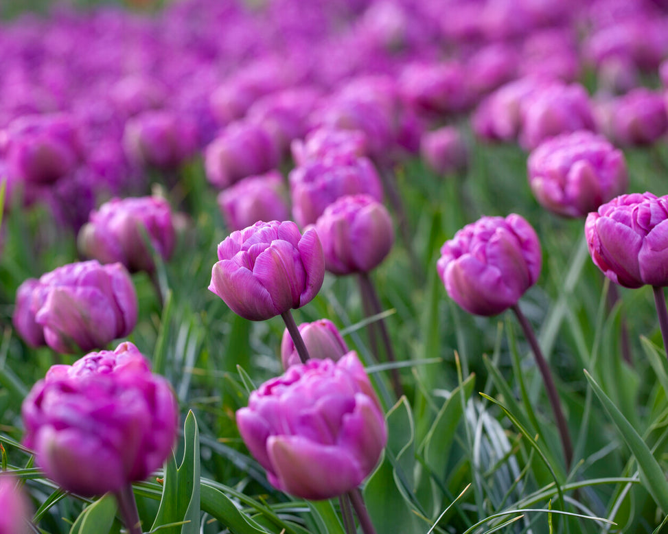 Tulip 'Blue Diamond'