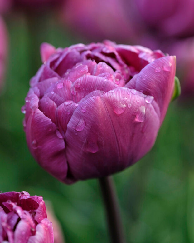 Tulip 'Blue Diamond'