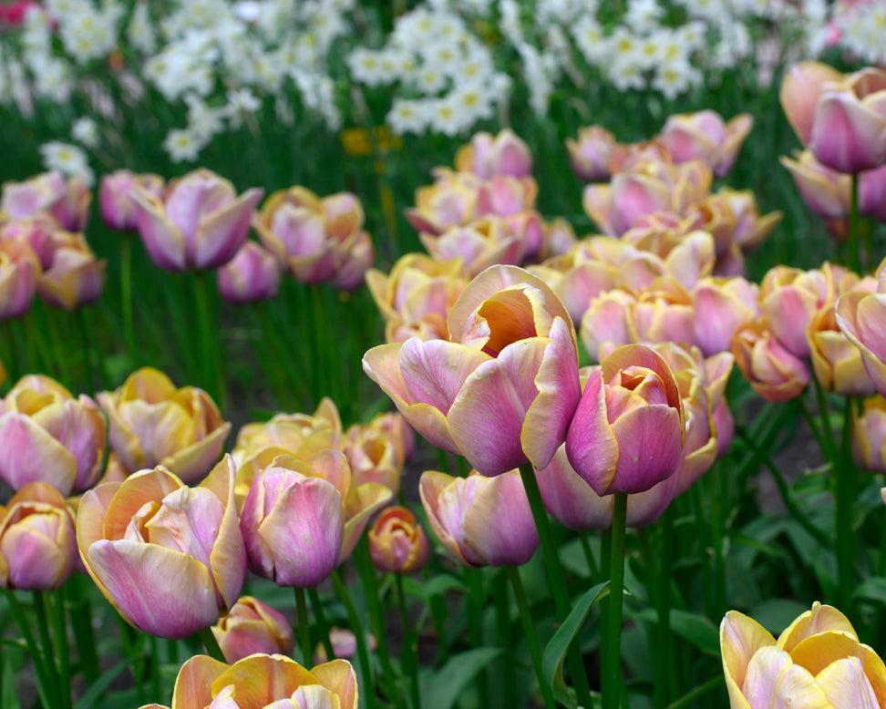 Tulip 'Blue Heaven'