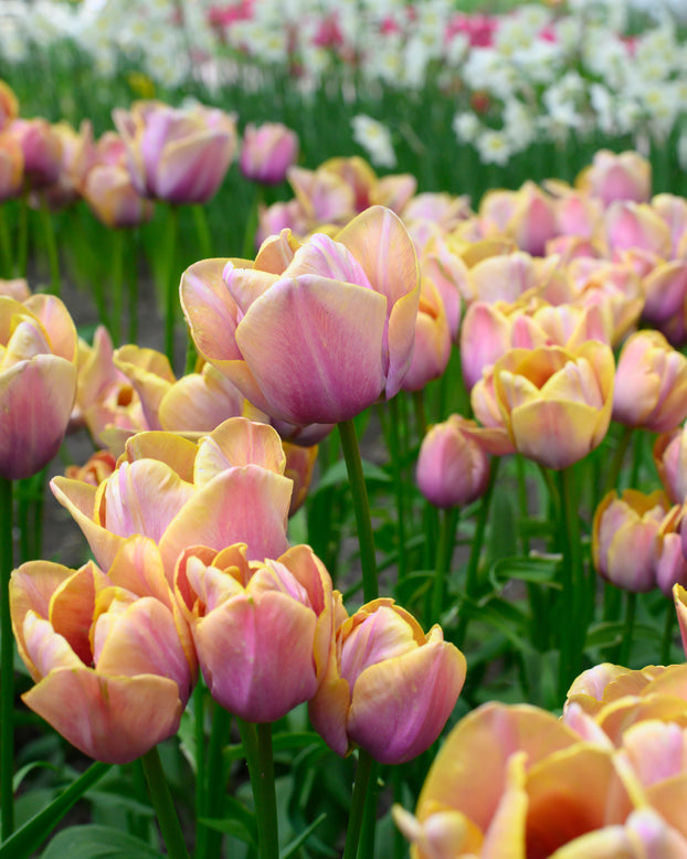Tulip 'Blue Heaven'