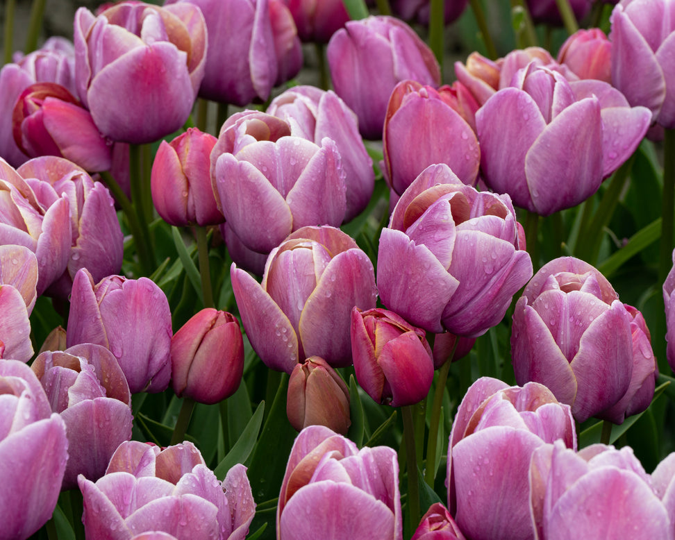 Tulip 'Blue Heaven'