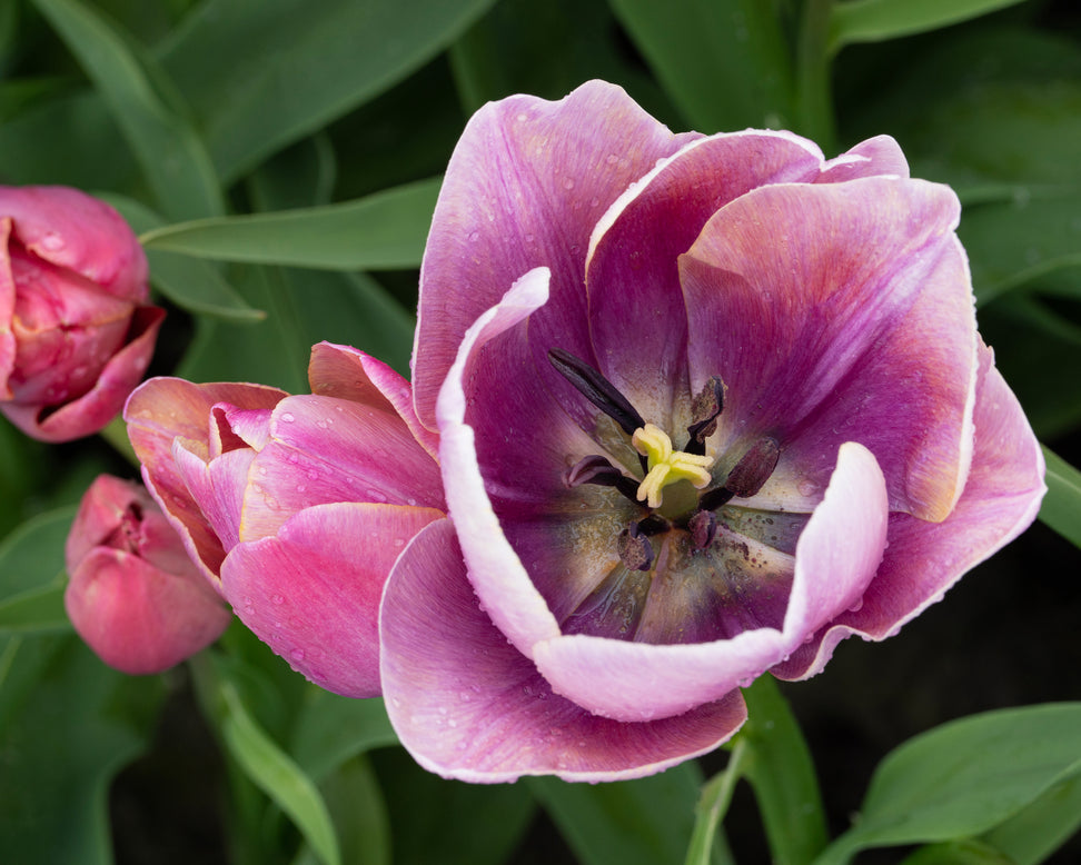 Tulip 'Blue Heaven'