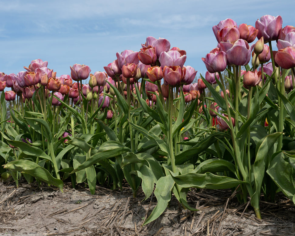 Tulip 'Blue Heaven'