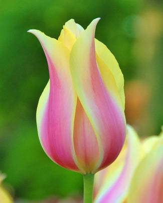 Tulip 'Blushing Beauty'