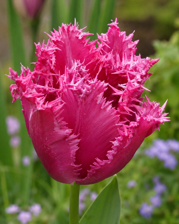 Tulip 'Blushing Fire'